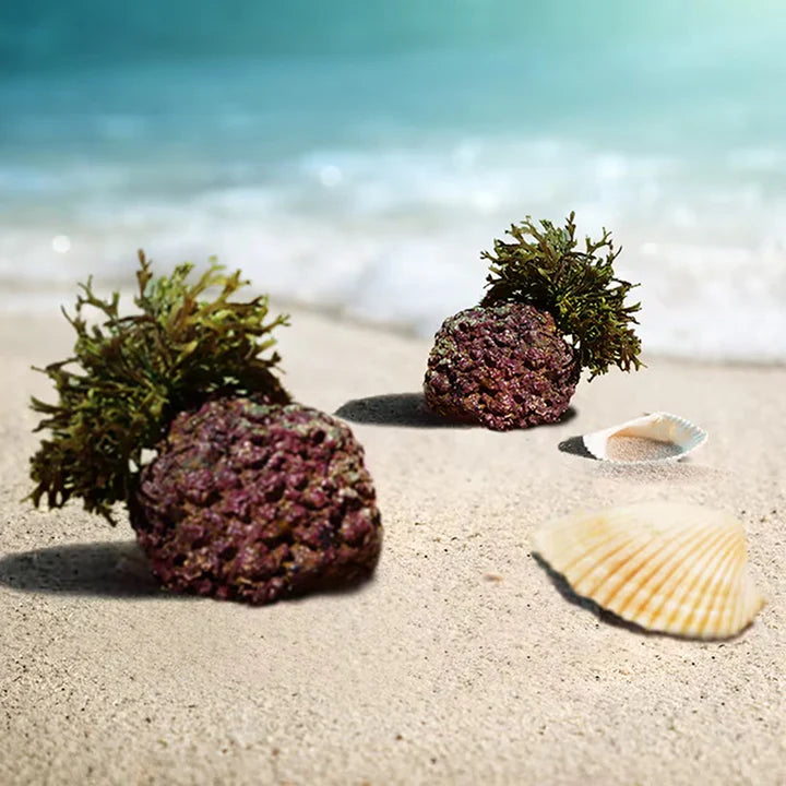 AlgaeCal Bone Strength Capsules – Calcium + D3 & K2 (120 Veggie Caps)